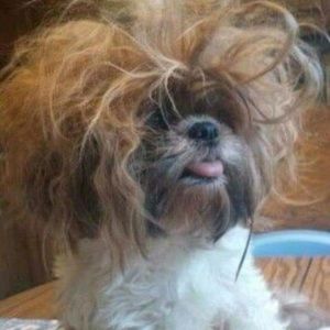 Meet your Posher, Brad